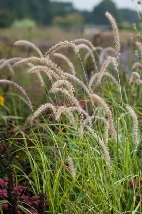 Piórkówka Orientale Tall Tails