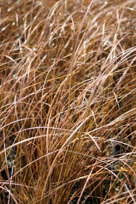 Carex Petriei