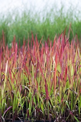 Imperata Cylindryczna Red Baron