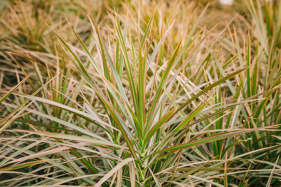 Ogród inspirowany naturą – trawy, które wyglądają dobrze cały rok
