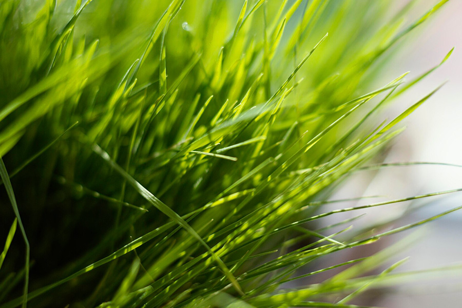 Czy trawy ozdobne trzeba podlewać? Fakty i mity