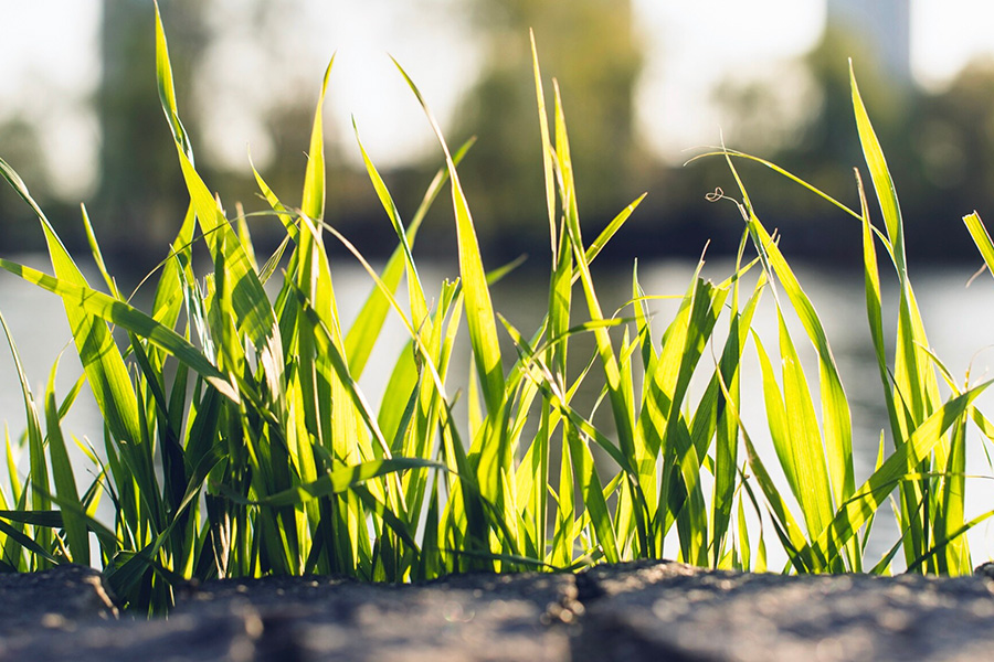 Trawy ozdobne w klimacie Wielkopolski – co sprawdza się najlepiej?