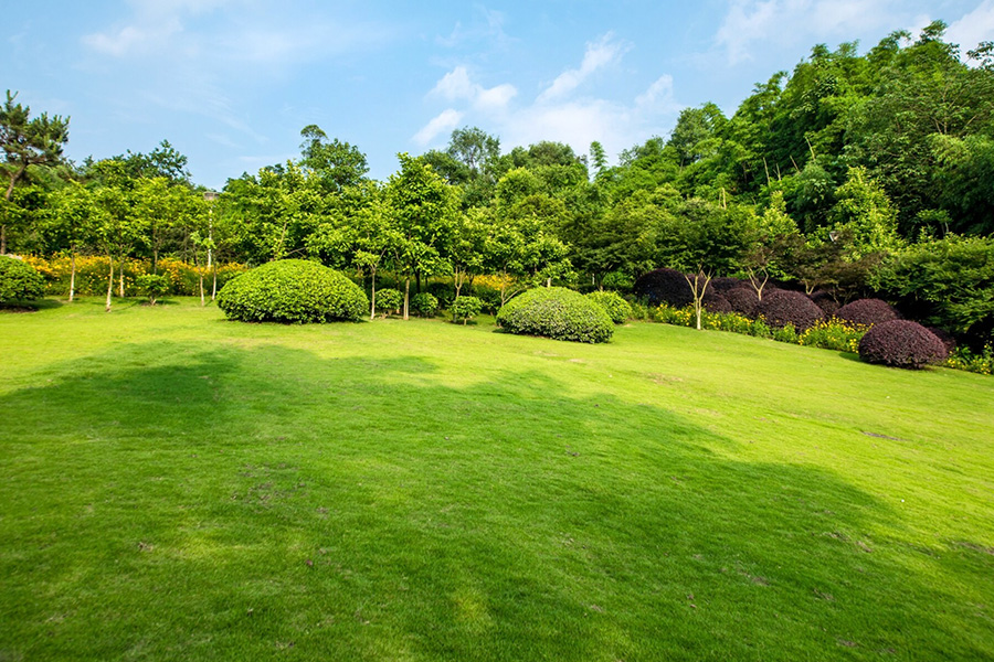 Ogród z trawami w centralnej Polsce – realne doświadczenia ze szkółki