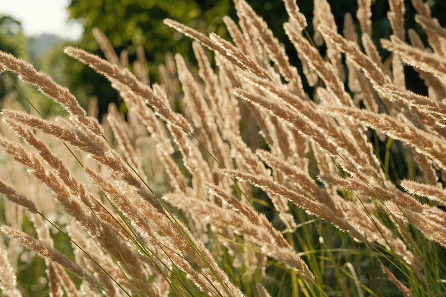 Miskant chiński – król traw ozdobnych. Od nowoczesnych rabat po ogrody naturalistyczne