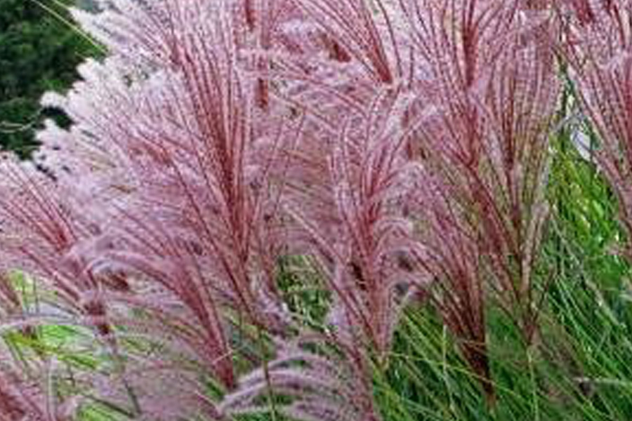 Miskant Dronning Ingrid – czerwony akcent, który dojrzewa z sezonem