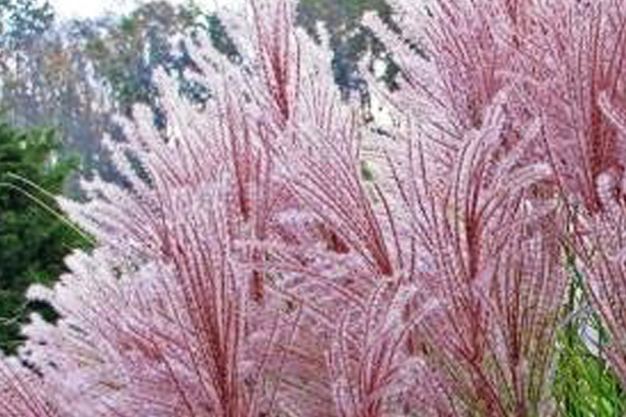 Miskant Roter Pfeil – gdy ogród potrzebuje energii i ruchu