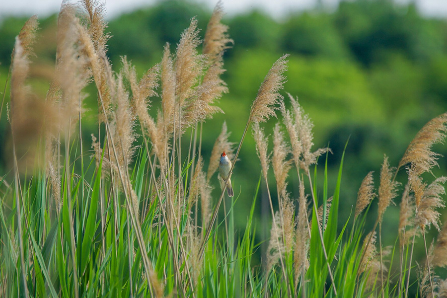 Rozplenica japońska – miękkość, ruch i światło w ogrodzie