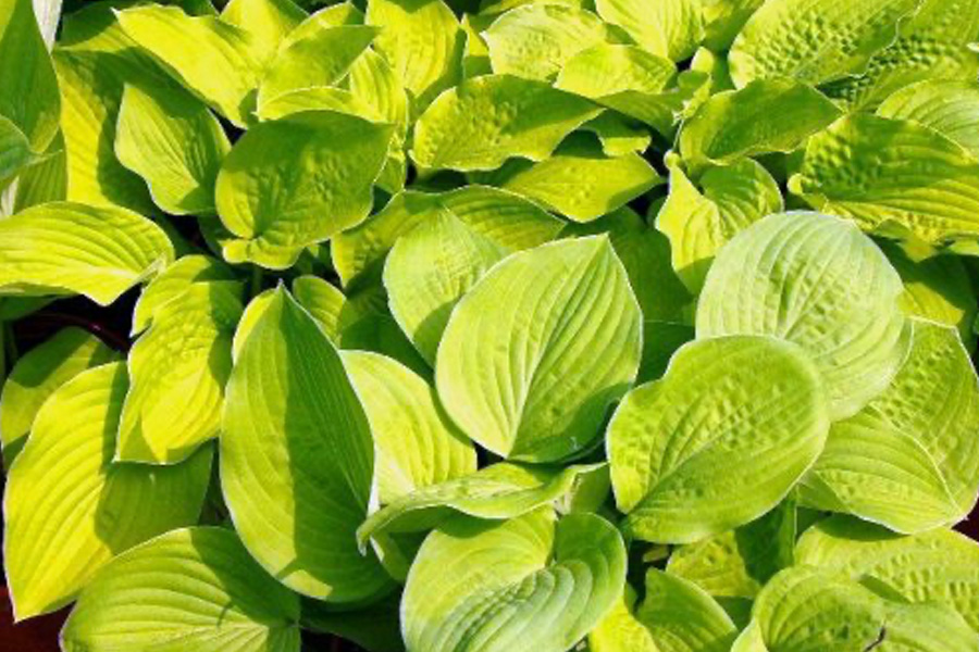 Funkia August Moon – ciepły akcent w cienistym ogrodzie