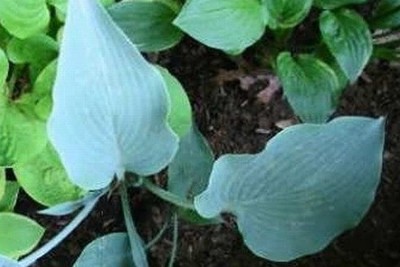 Funkia Blue Diamond – czysta forma i głęboki niebieski kolor