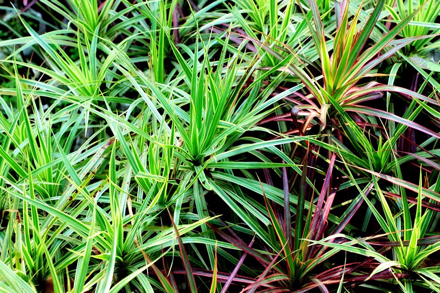 Jak wybrać trawy ozdobne do ogrodu – poradnik ze szkółki traw ozdobnych