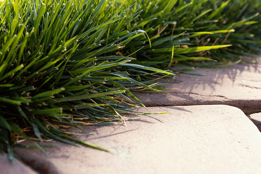 Jak stworzyć nowoczesny ogród z trawami ozdobnymi