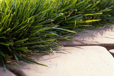 Jak stworzyć nowoczesny ogród z trawami ozdobnymi