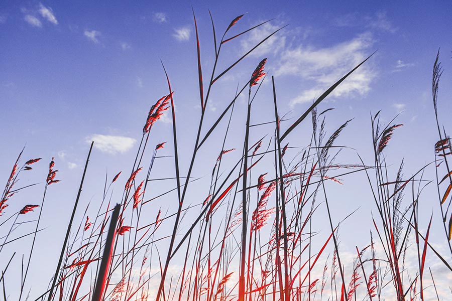 Jak wybrać zdrowe rośliny w szkółce roślin ozdobnych