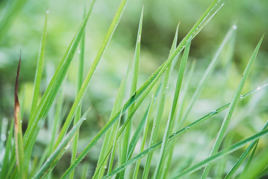 Jak dbać o trawy ozdobne wiosną, latem i jesienią