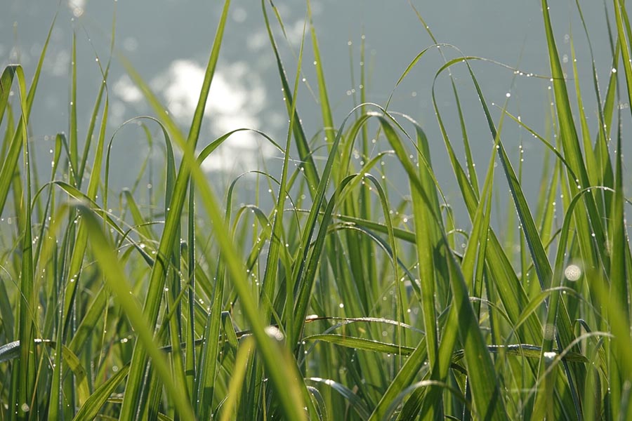 Dlaczego warto sadzić trawy ozdobne w ogrodzie