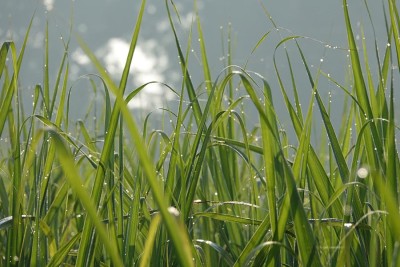 Dlaczego warto sadzić trawy ozdobne w ogrodzie