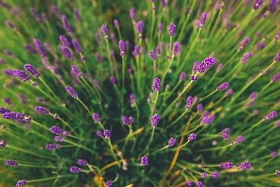 Szkółka roślin ozdobnych – jak powstają zdrowe i mocne sadzonki