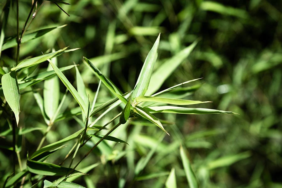 Trawy ozdobne w ogrodzie minimalistycznym – inspiracje i porady