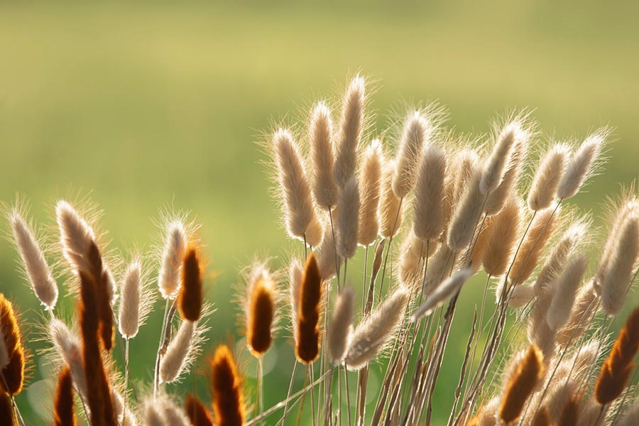 Piórkówka w ogrodzie – wszystko, co warto wiedzieć o tej popularnej trawie ozdobnej