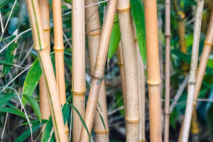 Bambusy w ogrodzie – jak uprawiać i wykorzystać bambus jako roślinę ozdobną