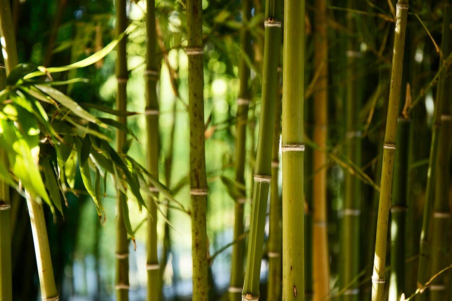 Bambus w ogrodzie – czy można uprawiać bambusy w polskim klimacie